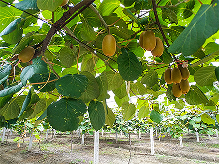 开云体育注册官网登录入口基地展示三