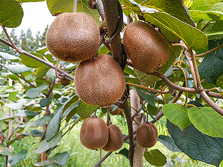 开云体育注册官网登录入口基地展示六